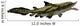Edestus Shark Carboniferous Period Wall Decal Design 1
