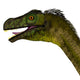 Close-up Ornitholestes Dinosaur Head Wall Decal