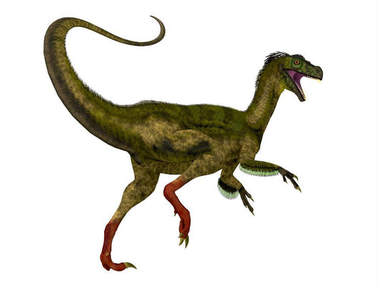 Ornitholestes Dinosaur White Wall Decal