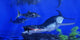 Liopleurodon Catches Ichthyosaur Jurassic Wall Decal