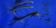 Plesiosaurus Attacks Metriorhynchus Jurassic Wall Decal