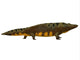 Mastodonsaurus Amphibian Side Wall Decal