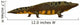 Mastodonsaurus Amphibian Side Wall Decal