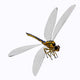 Meganeura Insect from Carboniferous Wall Decal Design 2