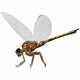 Meganeura Insect from Carboniferous Wall Decal Design 1