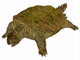 Prehistoric Proganochelys Turtle Species Wall Decal Design 2