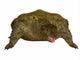 Prehistoric Proganochelys Turtle Species Wall Decal Design 1