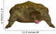 Prehistoric Proganochelys Turtle Species Wall Decal Design 1
