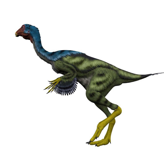 Caudipteryx Flightless Bird White Wall Decal Design 1