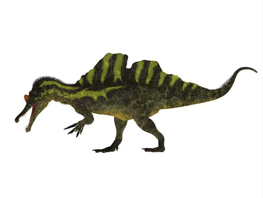 Side Ichthyovenator Dinosaur Wall Decal Design 1