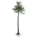Araucaria Conifer Tree White Wall Decal