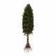 Asterophyllites Plant Carboniferous Period Wall Decal