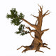 Pinus Aristata Rocky Mountain Wall Decal