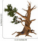 Pinus Aristata Rocky Mountain Wall Decal