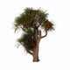 Cordyline Australis Known as Wall Decal