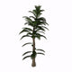 Calamite Plant Carboniverous Period Wall Decal