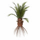 Cycadeoidea Plant White Wall Decal
