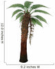 Dicksonia Antarctica Tree Fern Wall Decal