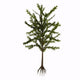 Dicroidium Plant White Wall Decal