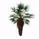 Chamaerops Humilis Is Shrub-like Wall Decal