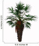 Chamaerops Humilis Is Shrub-like Wall Decal