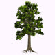 Glossopteris Tree White Wall Decal