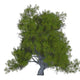 Juniper Plant White Wall Decal