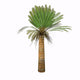 Cycad Plant White Wall Decal Design 2