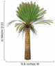 Cycad Plant White Wall Decal Design 2