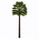 Chamaerops Humilis White Wall Decal