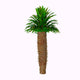 Pachypodium Lamerei Plant Species Wall Decal