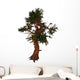 Pinus Aristata Tree White Wall Decal