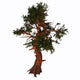 Pinus Aristata Tree White Wall Decal