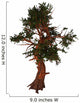 Pinus Aristata Tree White Wall Decal