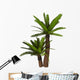Cycad Plant White Wall Decal Design 1
