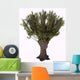 Salix Viminalis Shrub White Wall Decal