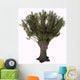 Salix Viminalis Shrub White Wall Decal
