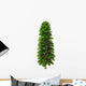 Wollemia Nobilis Tree White Wall Decal