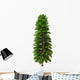 Wollemia Nobilis Tree White Wall Decal