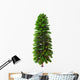 Wollemia Nobilis Tree White Wall Decal
