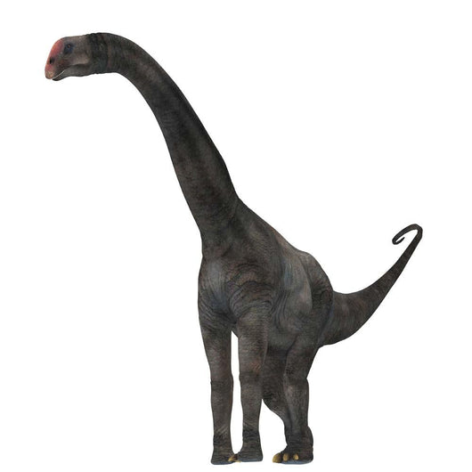 Brontomerus Dinosaur White Wall Decal