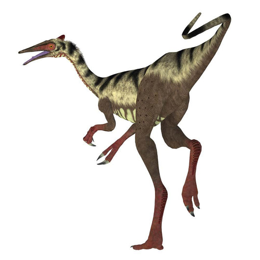 Pelecanimimus Dinosaur White Wall Decal