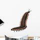 Arthropleura Invertebrate White Wall Decal Design 2