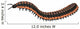 Arthropleura Side Profile Wall Decal