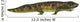 Dendrerpeton Side Wall Decal