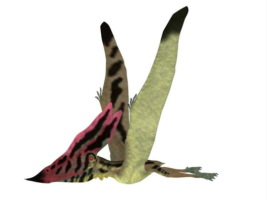 Thalassodromeus Pterosaur Side Wall Decal