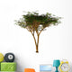 Umbrella Thorn Acacia Tree Wall Decal