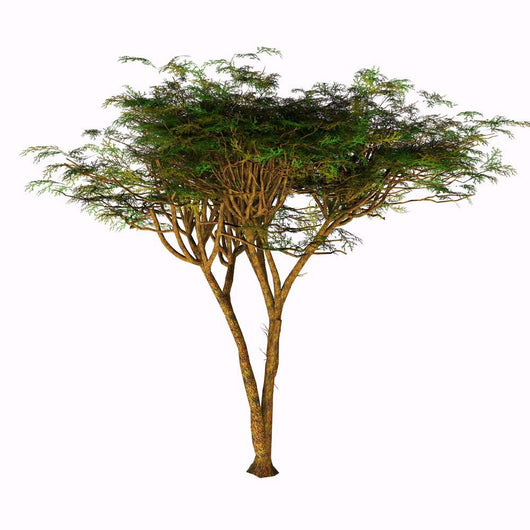 Umbrella Thorn Acacia Tree Wall Decal