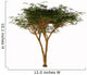 Umbrella Thorn Acacia Tree Wall Decal