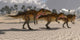 Acrocanthosaurus Theropod Dinosaurs Search Wall Decal